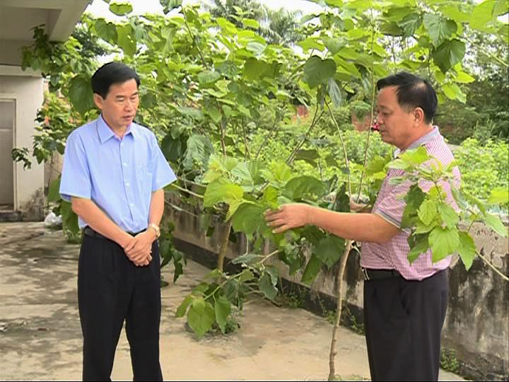 广州中医药大学教授 刘焕兰 现场考察国锋桑叶茶基地